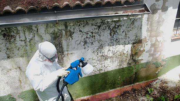 Mold Removal service in Rumson